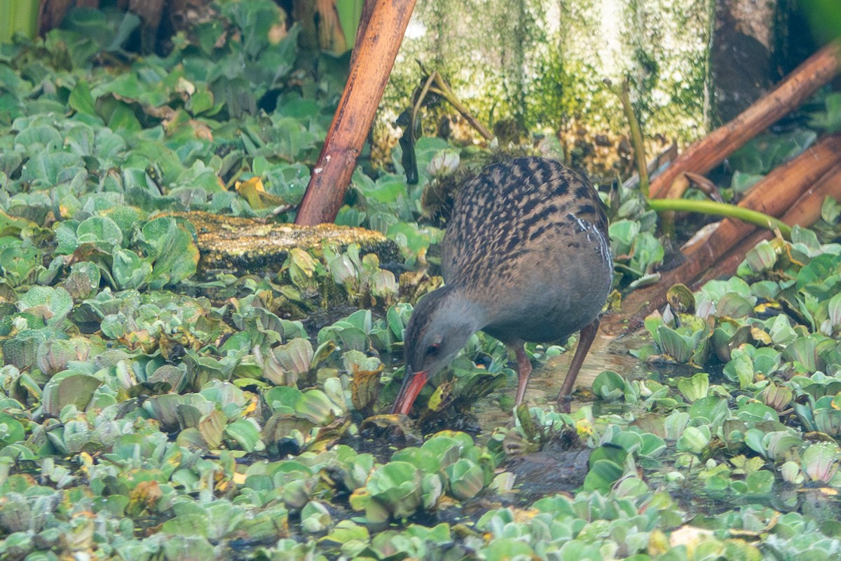 Water Rail - ML629028043