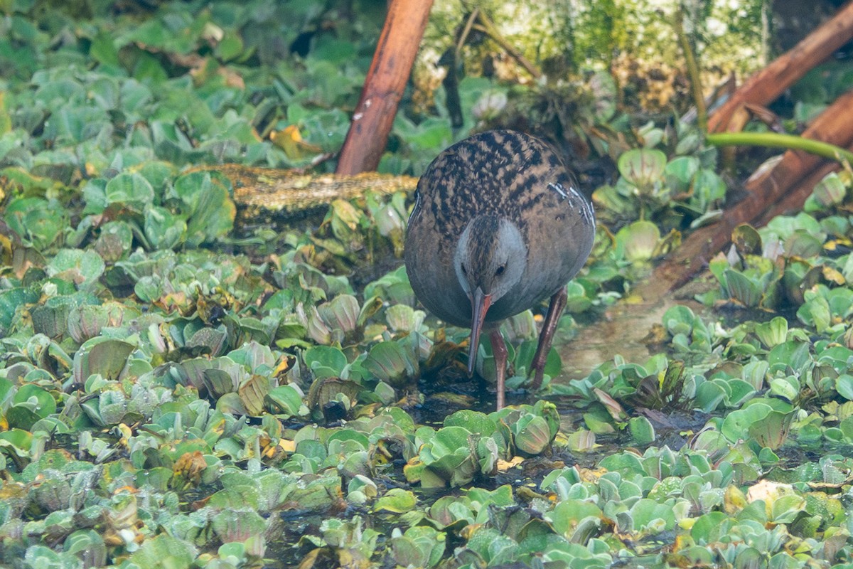Water Rail - ML629028044