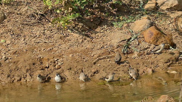 Indian Silverbill - ML629028056