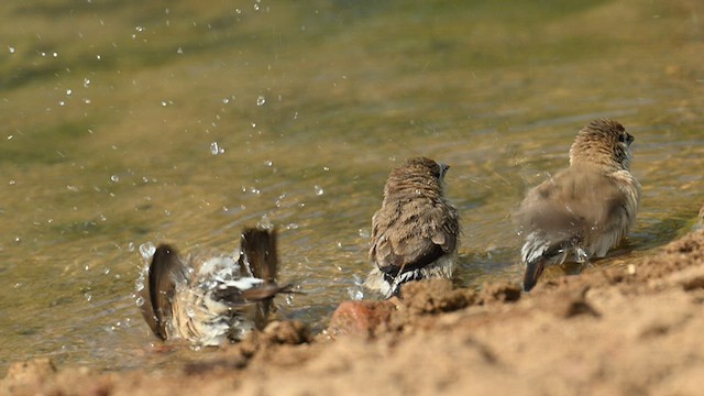Indian Silverbill - ML629028061