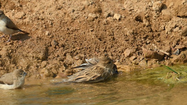 Indian Silverbill - ML629028067