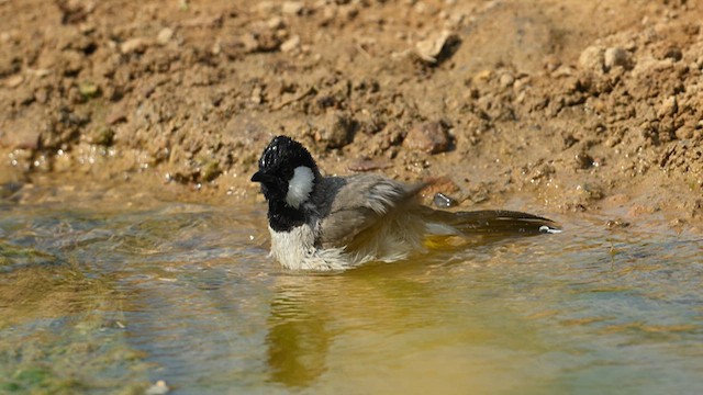 Bulbul dalle orecchie bianche - ML629028079