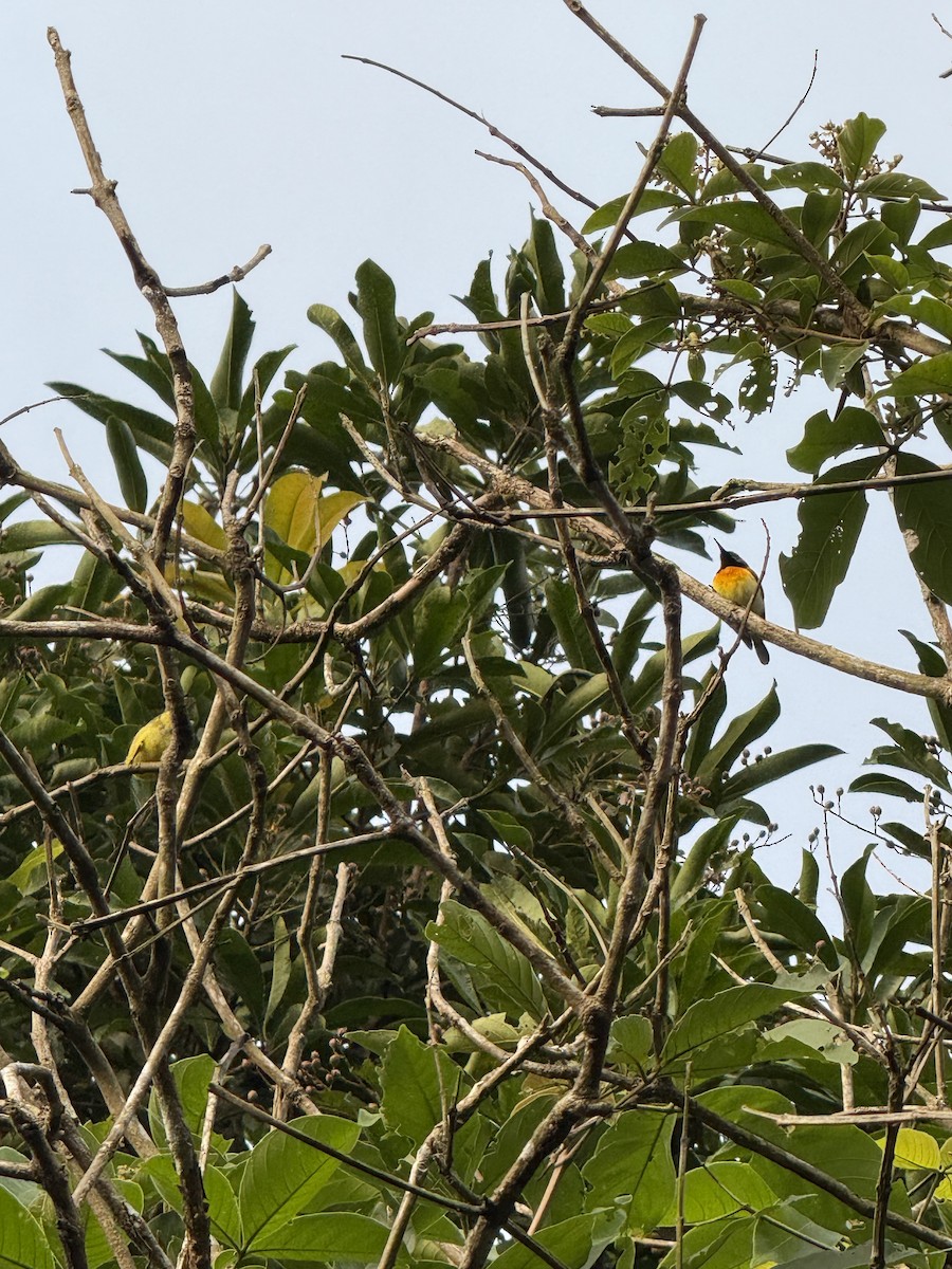 Palawan Sunbird - ML629028180