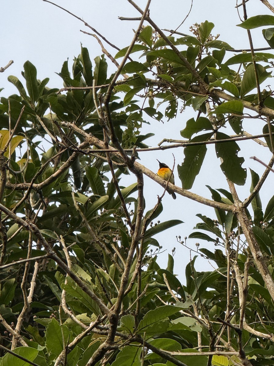 Palawan Sunbird - ML629028181