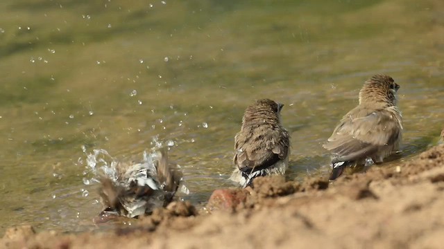 Indian Silverbill - ML629028248