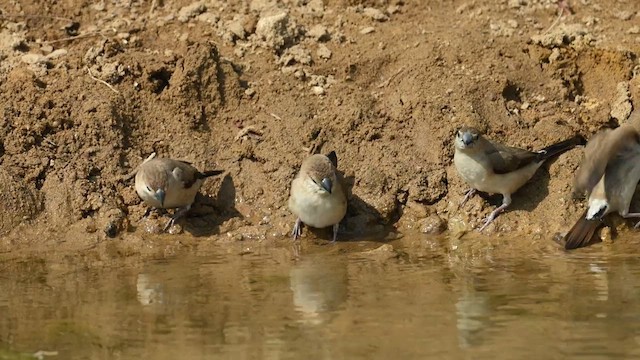 Indian Silverbill - ML629028249