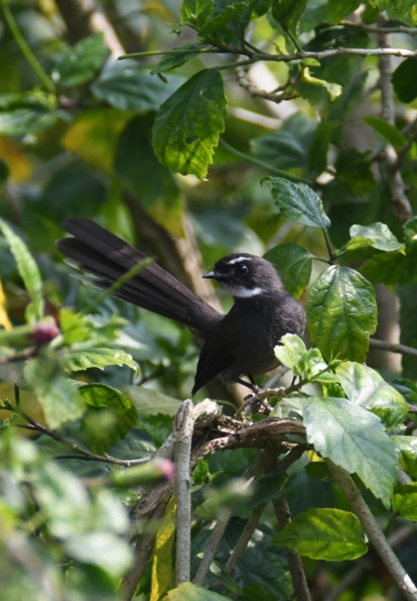 White-throated Fantail - ML629028297