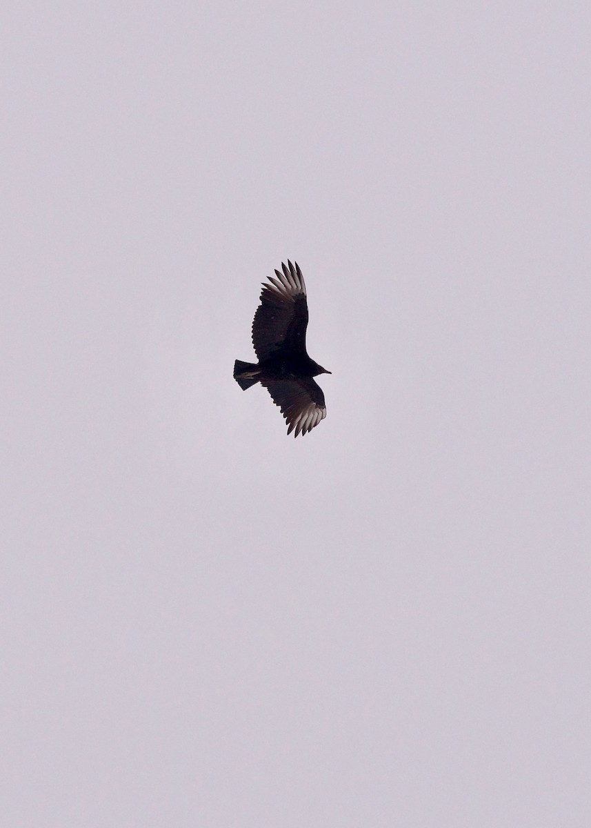 Black Vulture - ML629028393