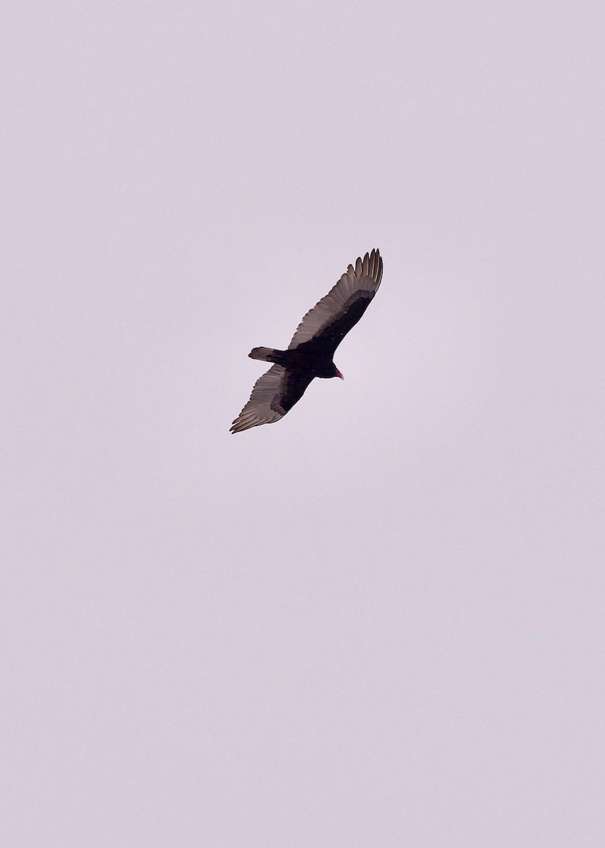 Turkey Vulture - ML629028397