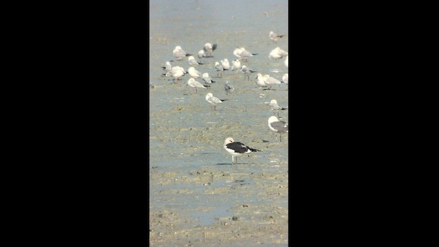 Клуша (fuscus) - ML629028570