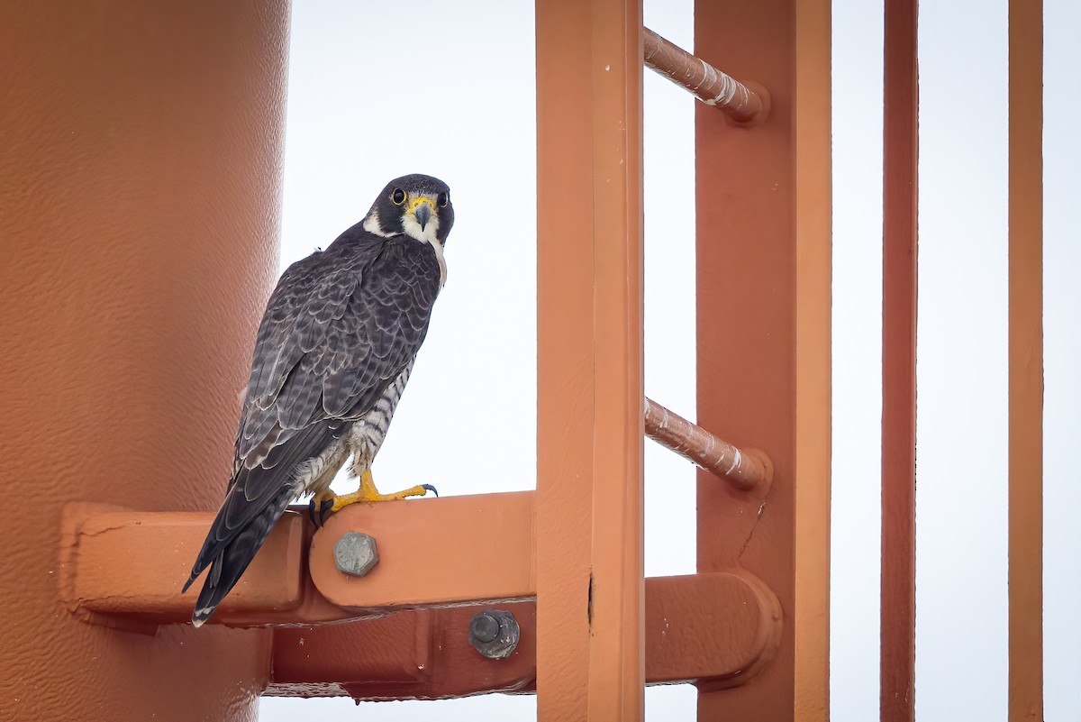 Peregrine Falcon (Tundra) - ML629028604