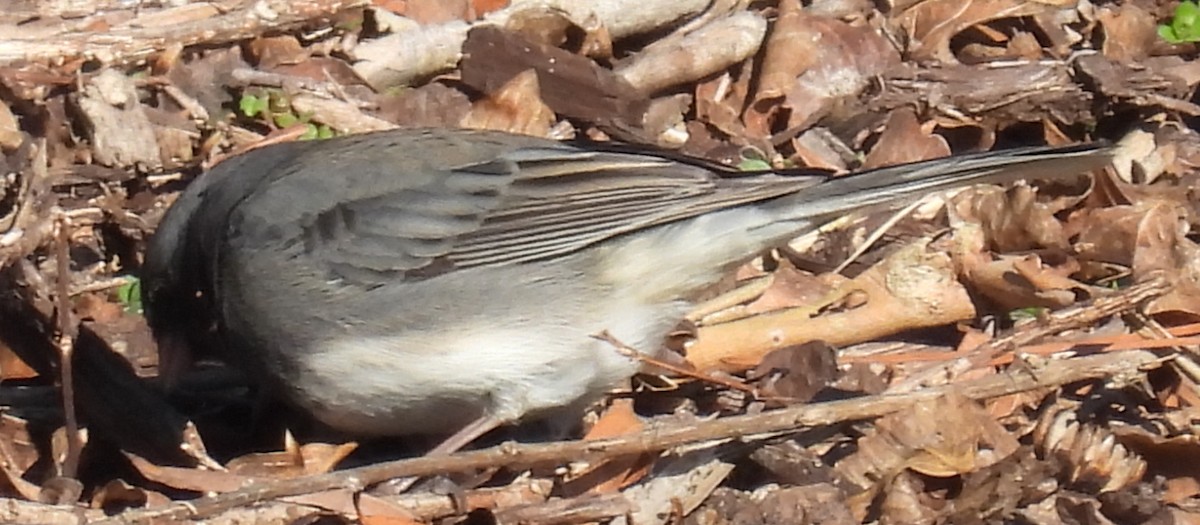 strnadec zimní (ssp. hyemalis/carolinensis) - ML629028659