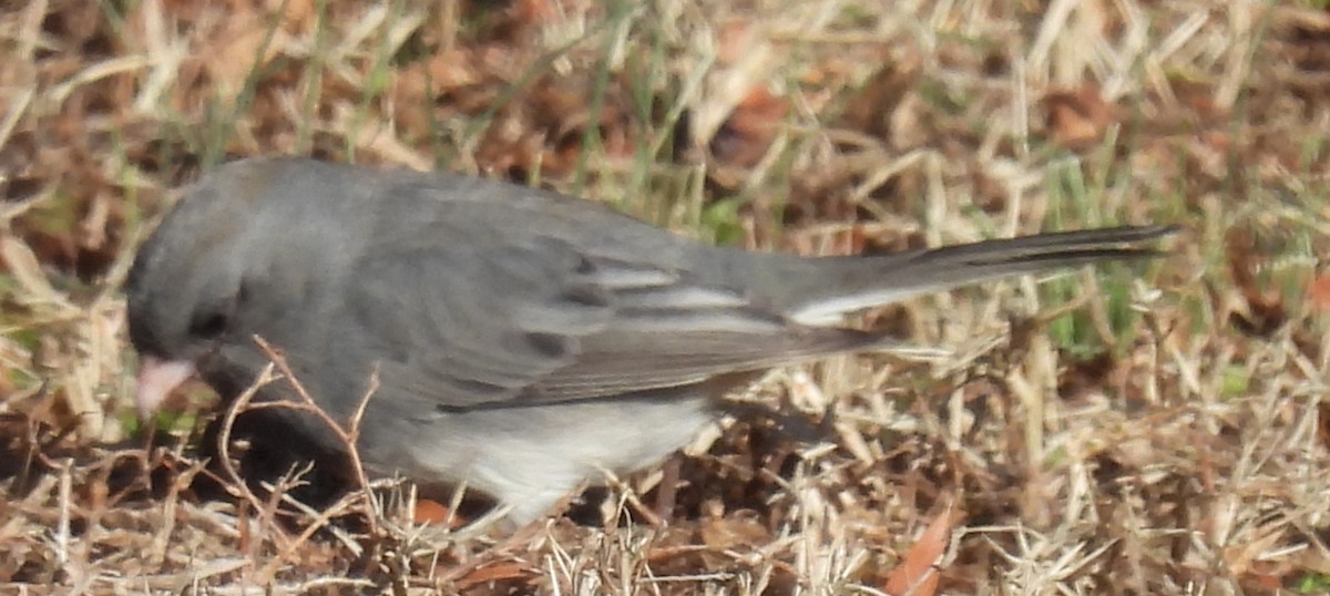 strnadec zimní (ssp. hyemalis/carolinensis) - ML629028661