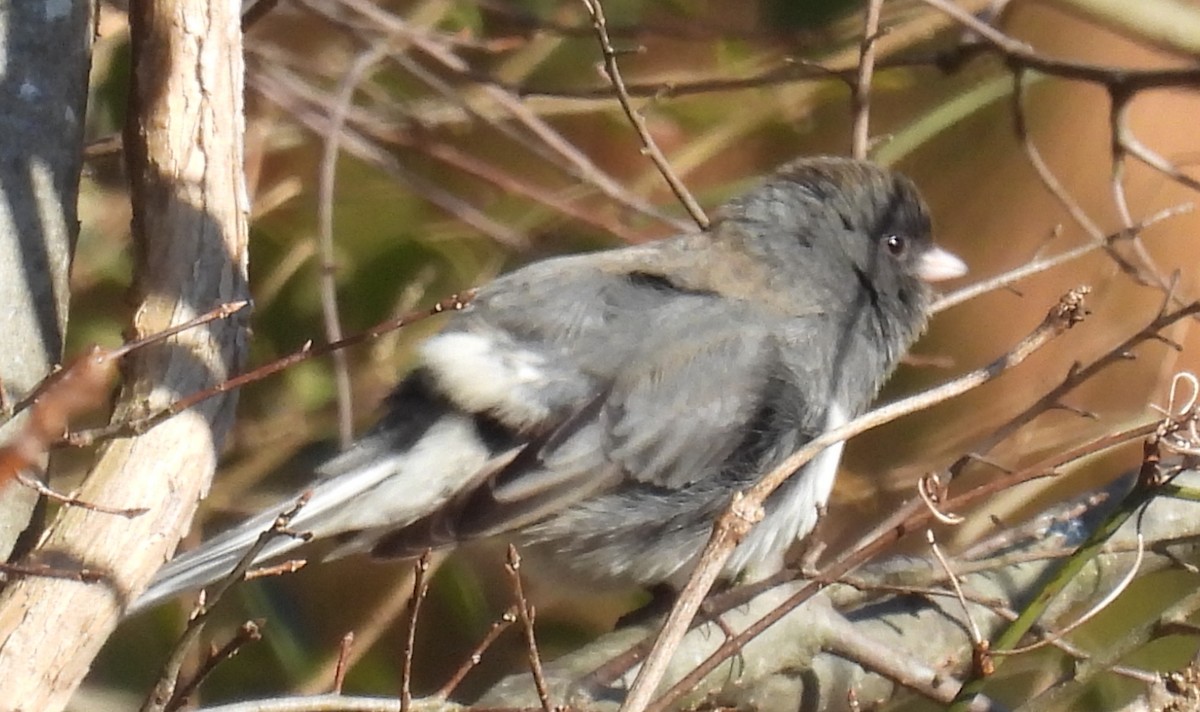 strnadec zimní (ssp. hyemalis/carolinensis) - ML629028662