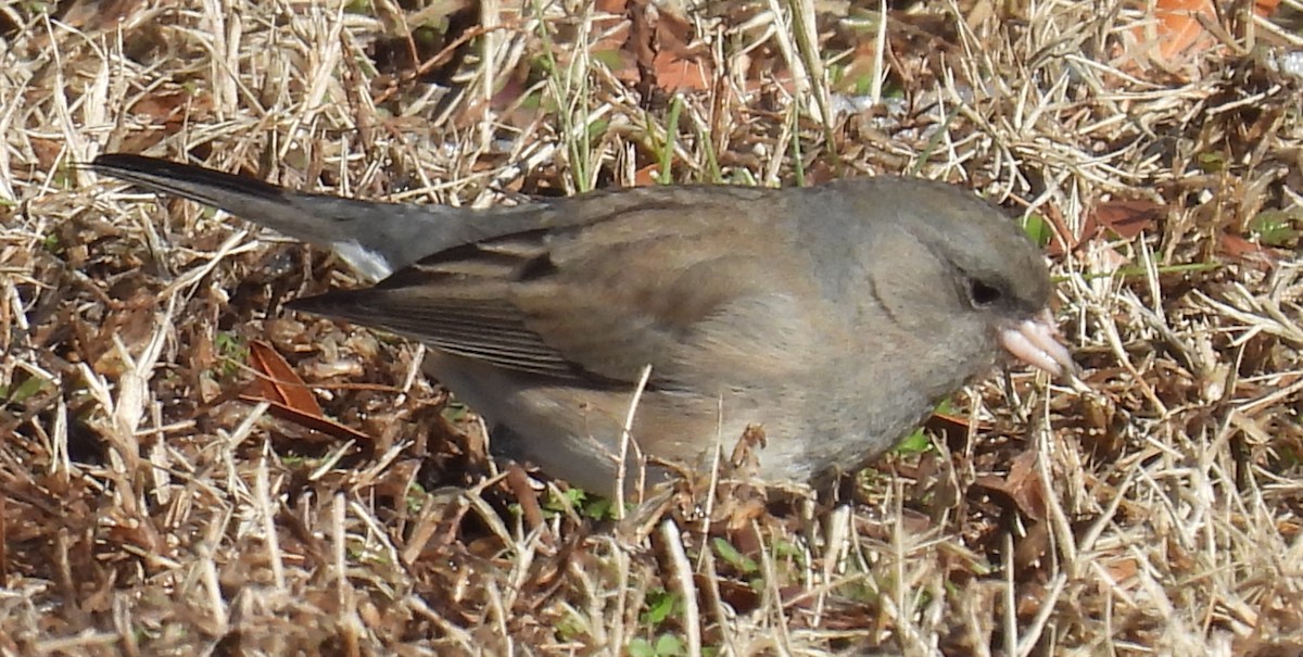 strnadec zimní (ssp. hyemalis/carolinensis) - ML629028663