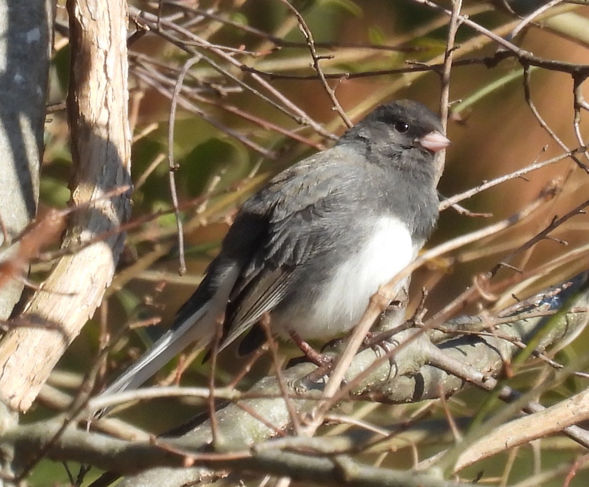 strnadec zimní (ssp. hyemalis/carolinensis) - ML629028665