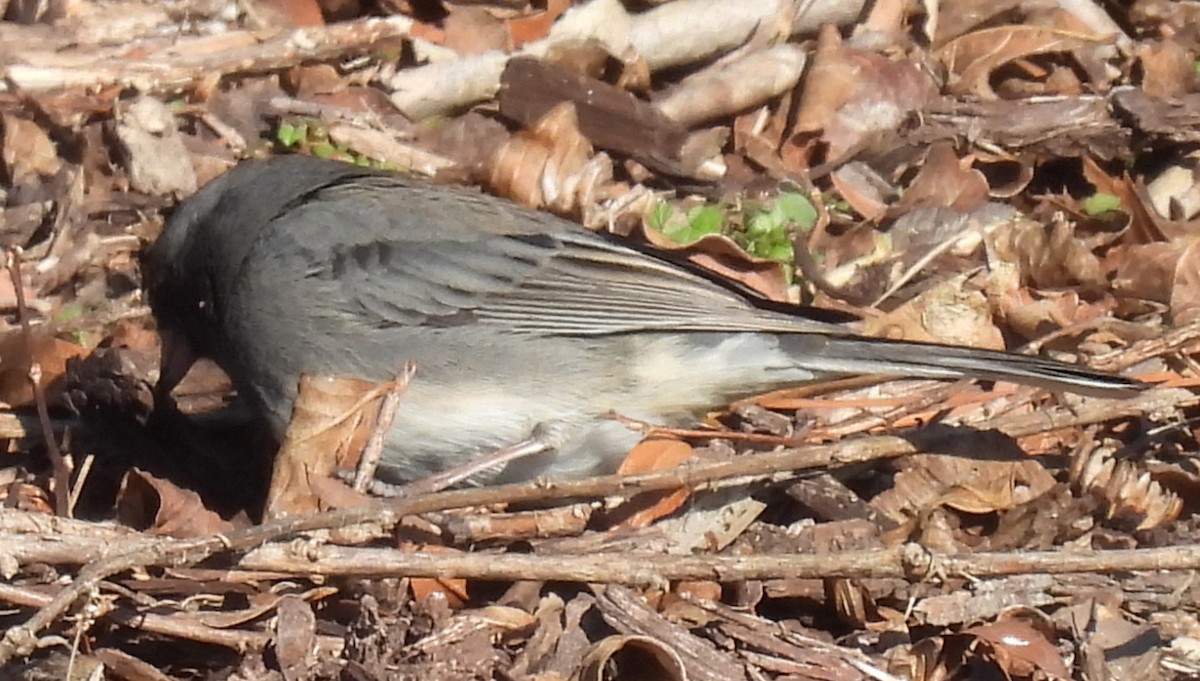 strnadec zimní (ssp. hyemalis/carolinensis) - ML629028666