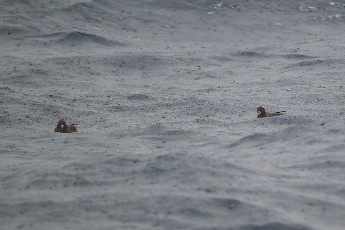 Flesh-footed Shearwater - ML629028760