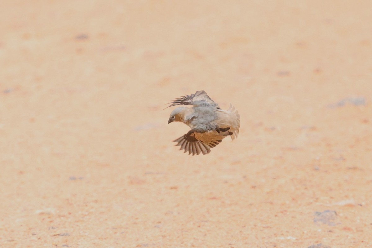 Gray-capped Social-Weaver - ML629028879