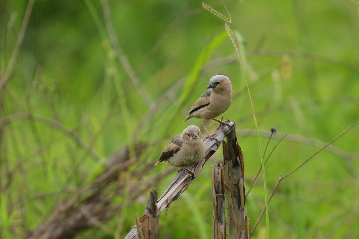 Gray-capped Social-Weaver - ML629028880