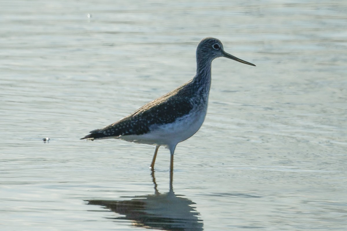 Greater Yellowlegs - ML629028960