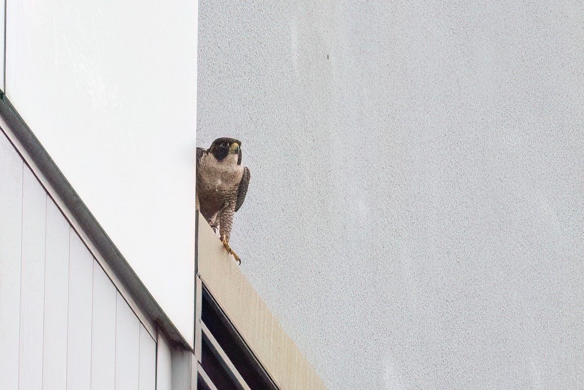 Peregrine Falcon (Australian) - ML629029222