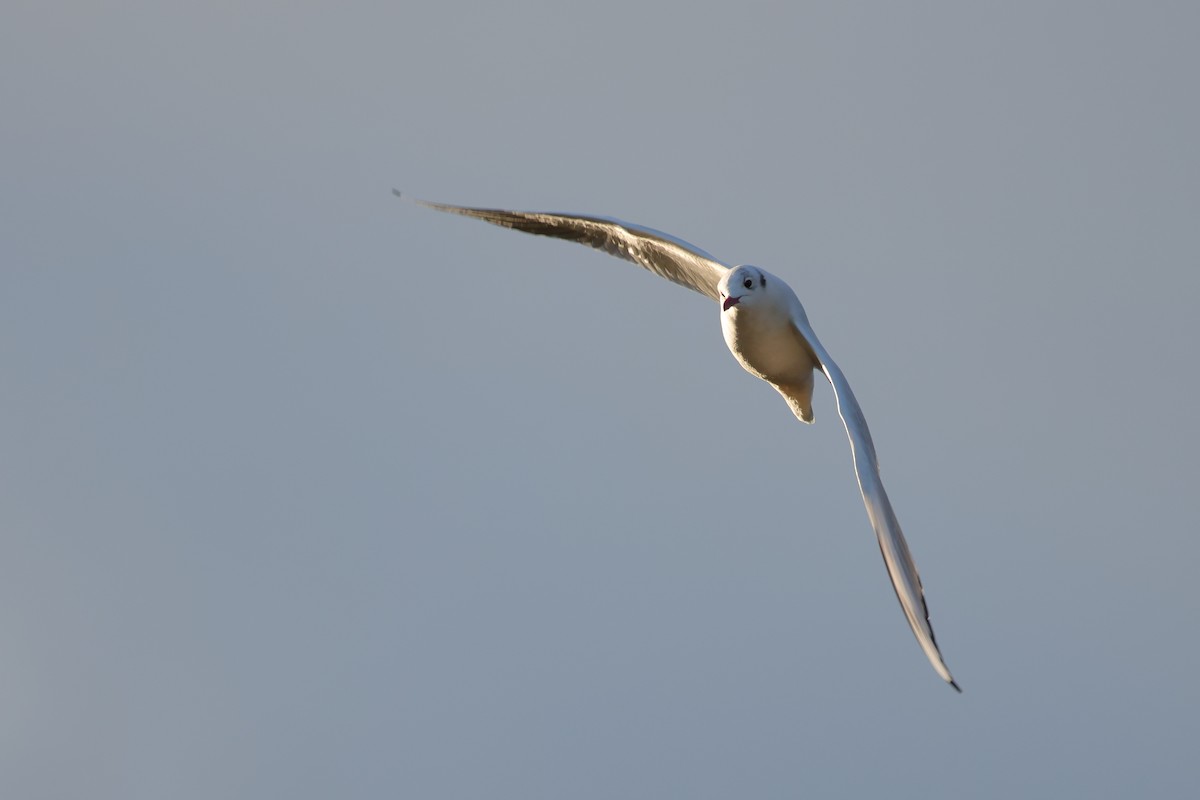 Mouette rieuse - ML629029394