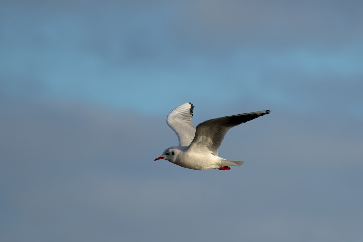 Mouette rieuse - ML629029395
