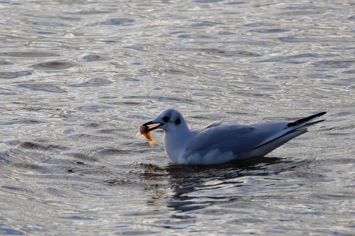 Mouette rieuse - ML629029396