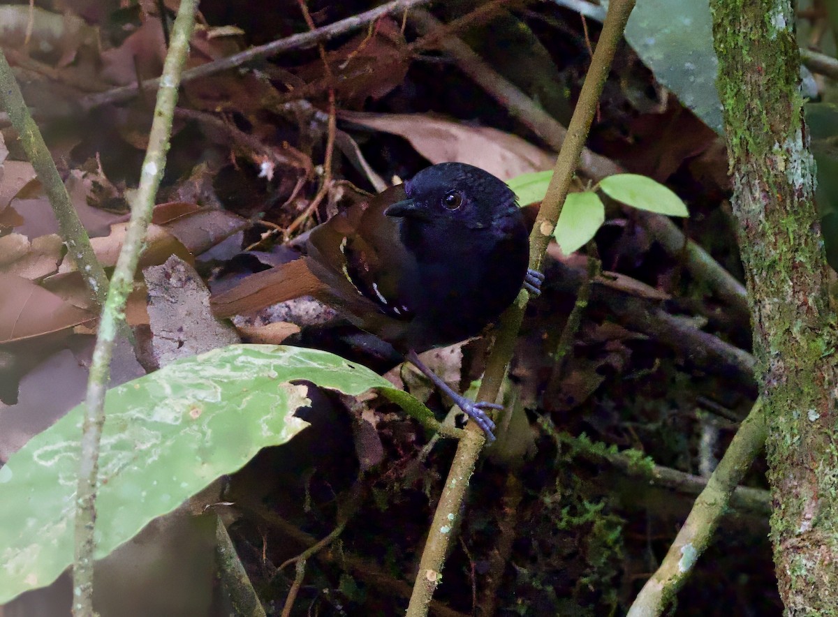Zimmer's Antbird - ML629029400