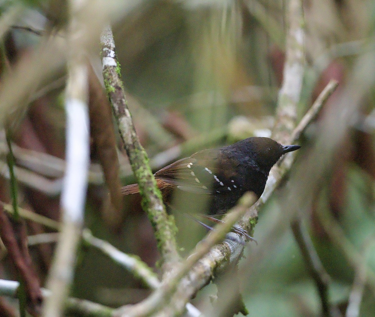 Zimmer's Antbird - ML629029401