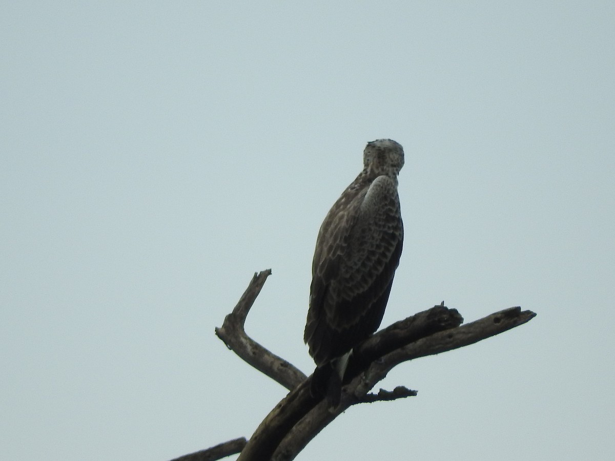 Martial Eagle - ML629029479