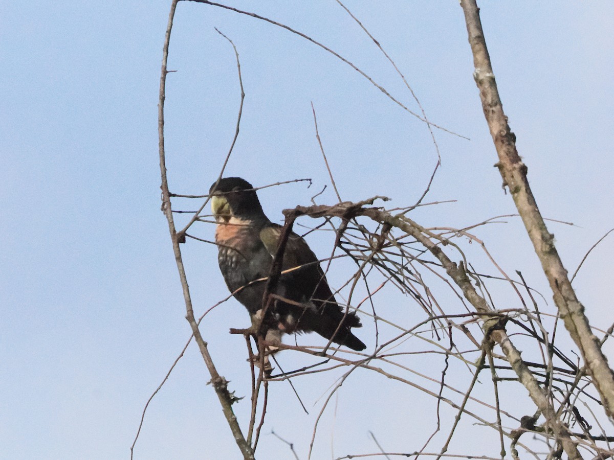 Bronze-winged Parrot - ML629029540