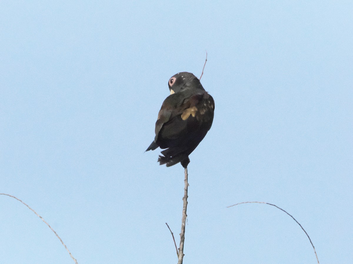 Bronze-winged Parrot - ML629029542