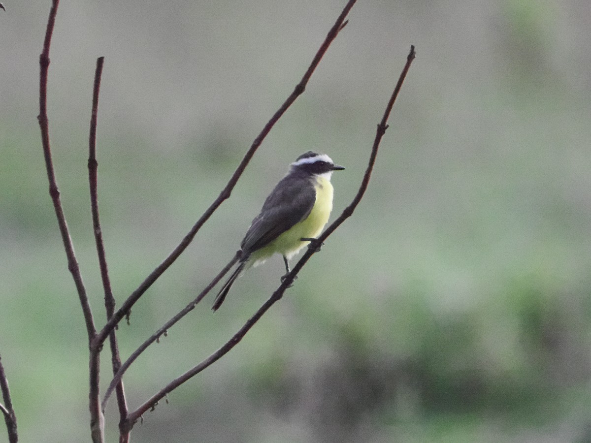 Rusty-margined Flycatcher - ML629029545