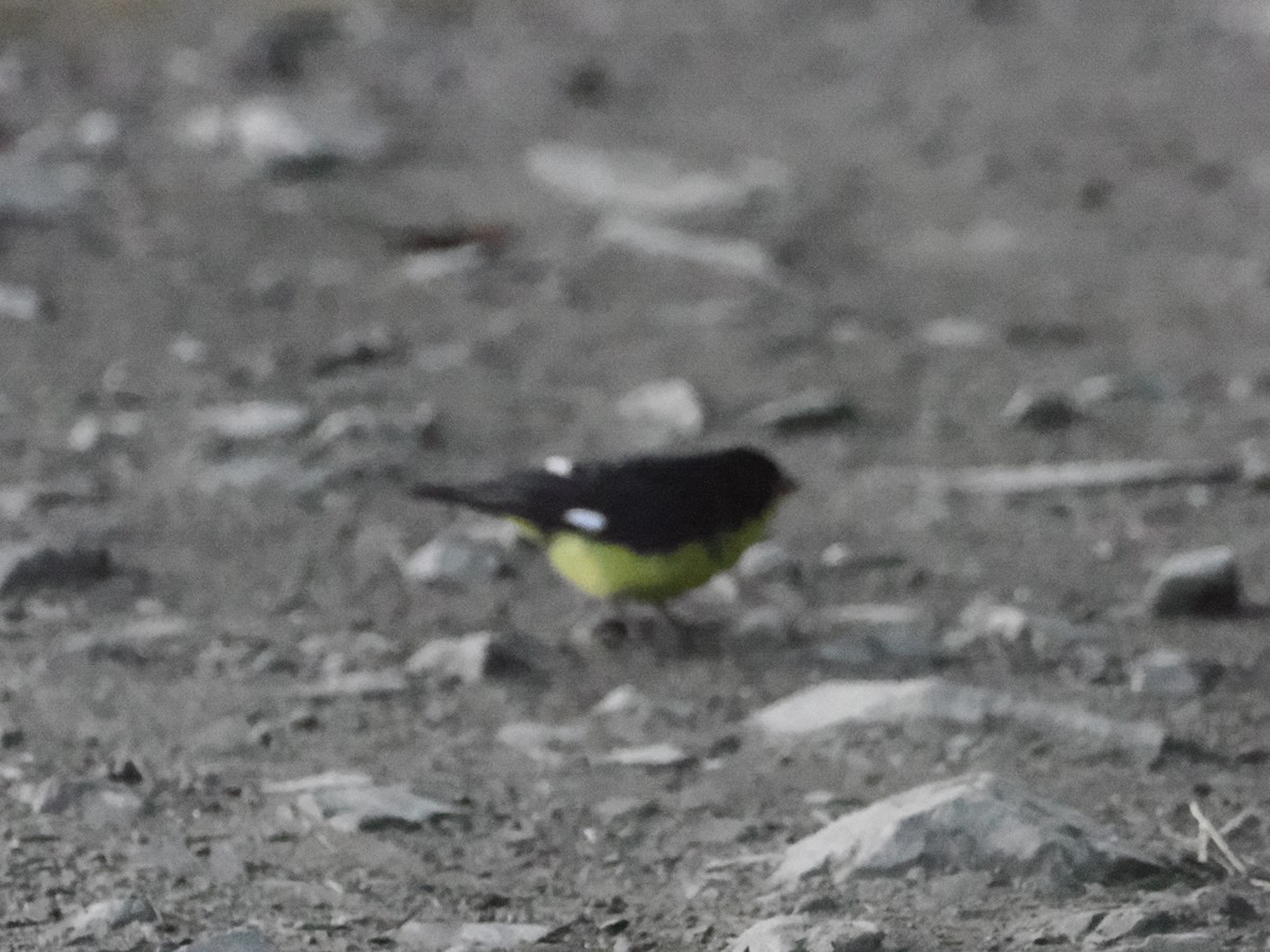 Lesser Goldfinch - ML629029558