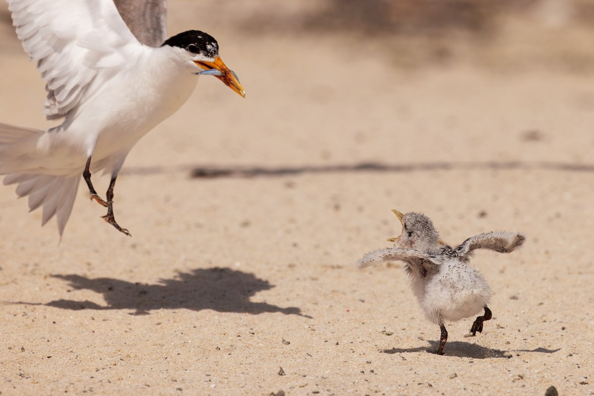 Lesser Crested Tern - ML629029561