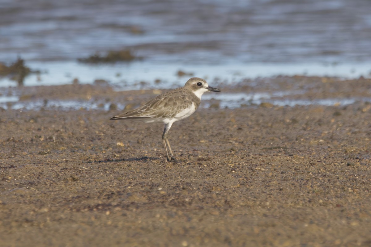 Greater Sand-Plover - ML629029582