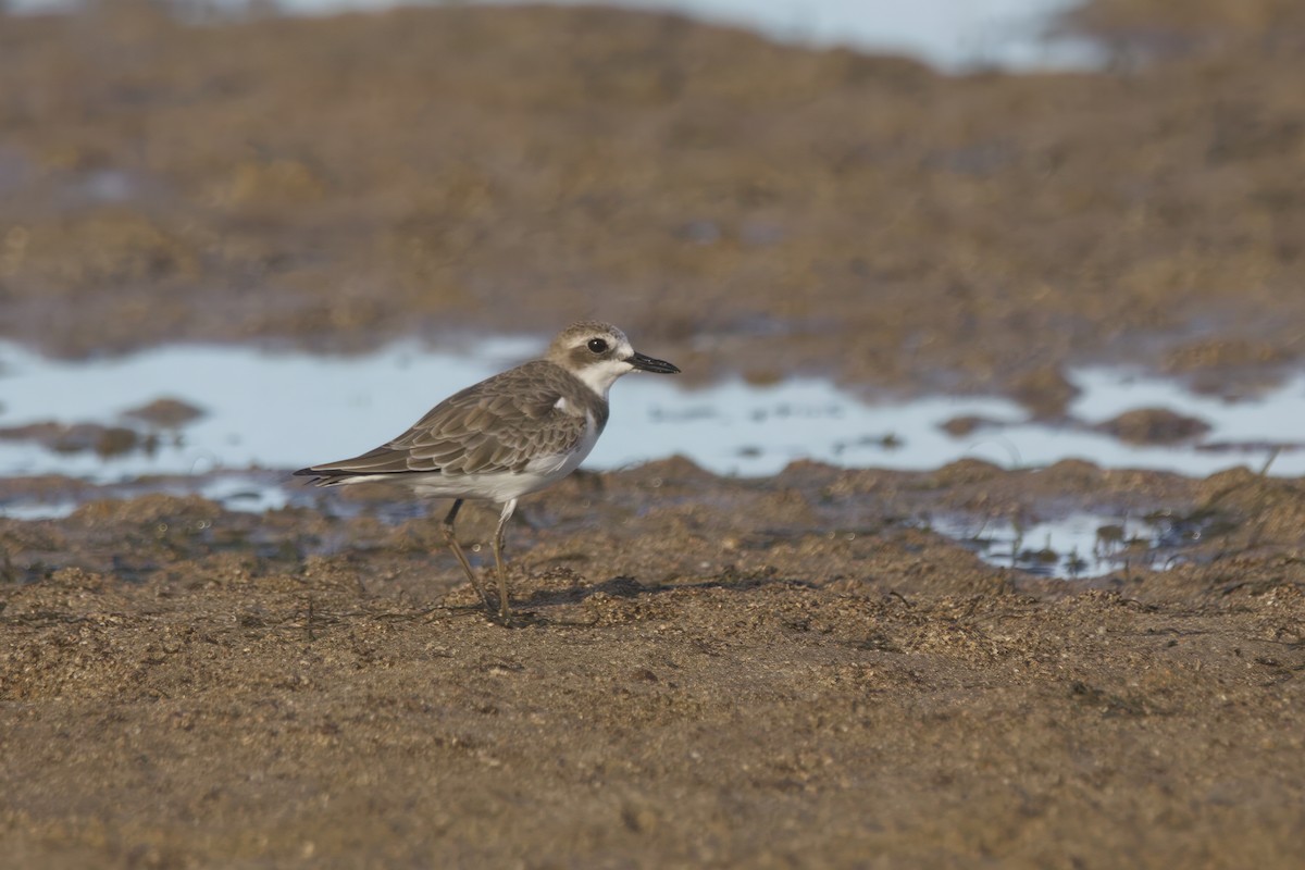 Greater Sand-Plover - ML629029591