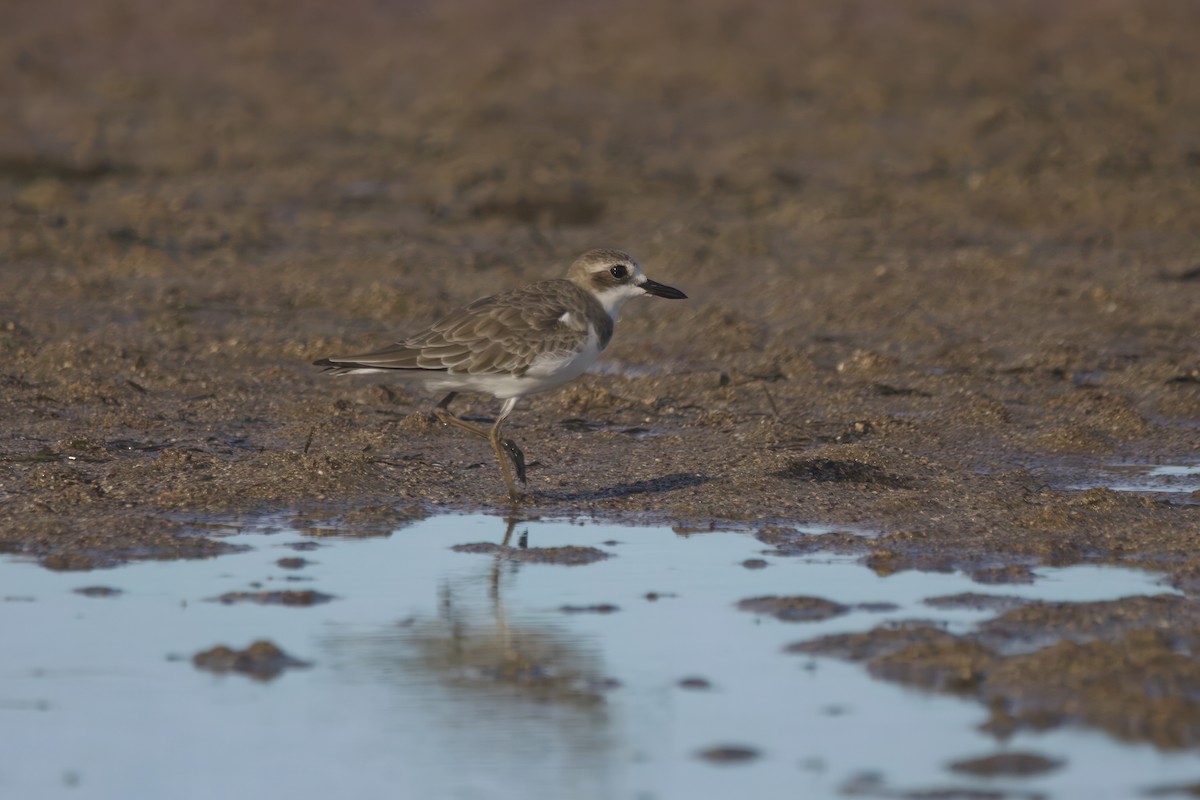 Greater Sand-Plover - ML629029597