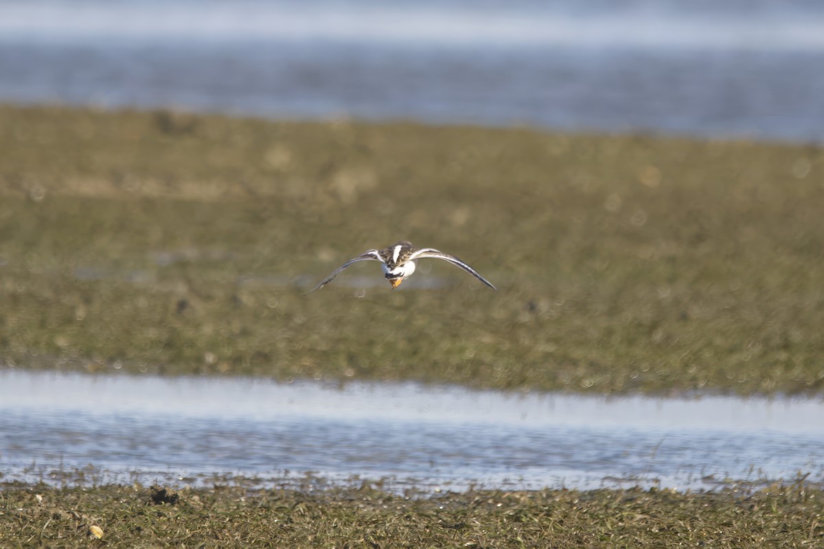 Ruddy Turnstone - ML629029626