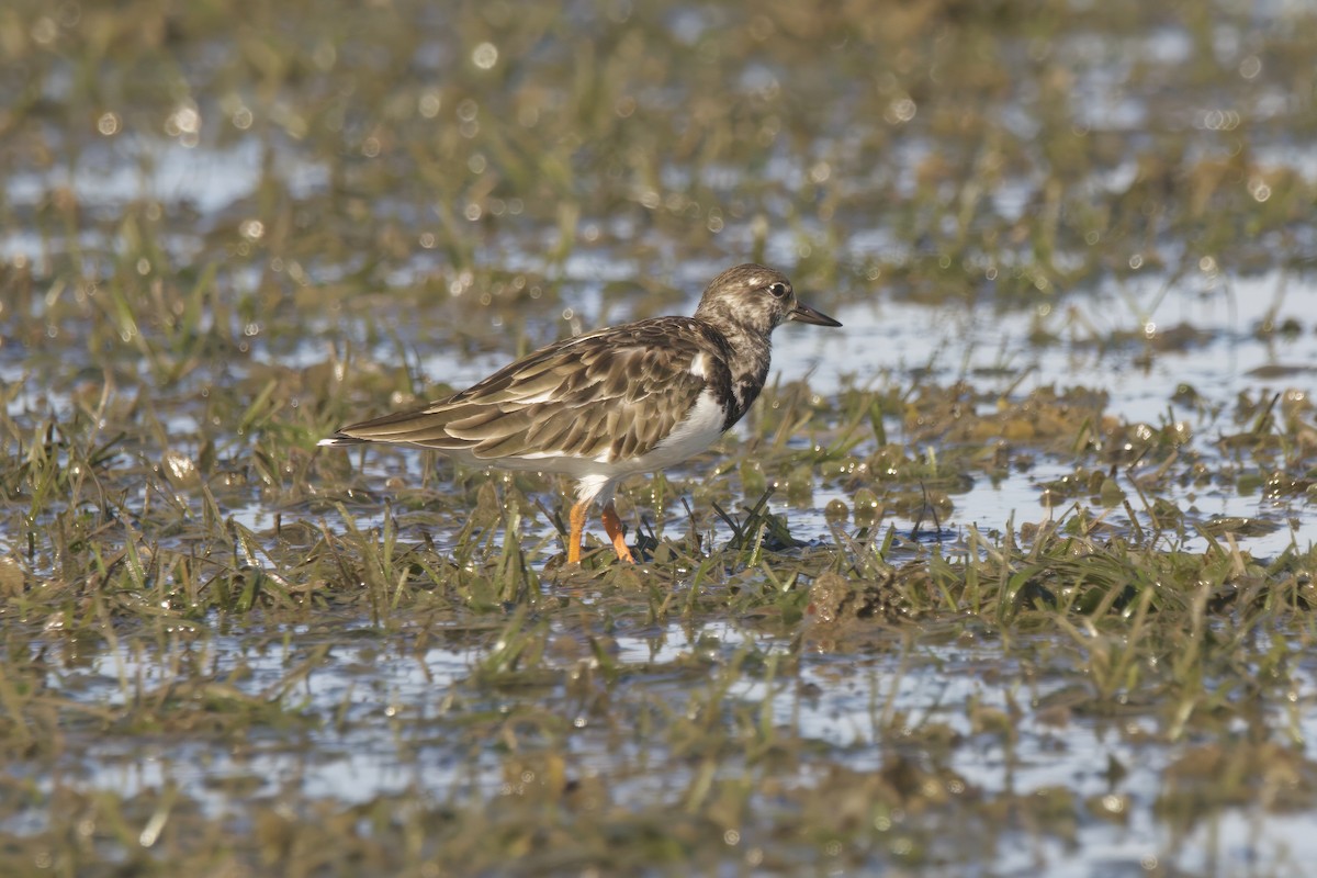 Ruddy Turnstone - ML629029652