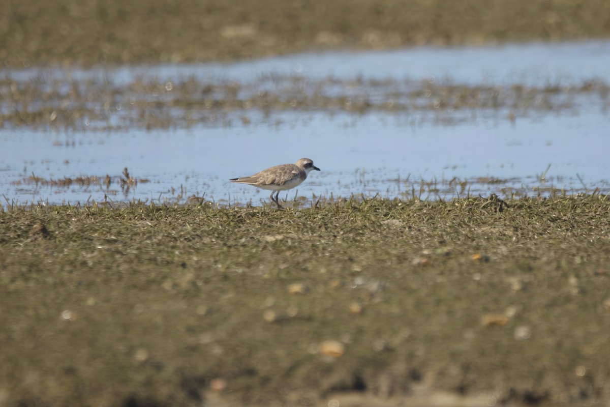 Siberian Sand-Plover - ML629029667