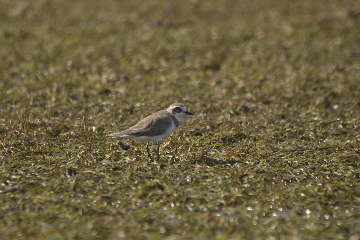 Siberian Sand-Plover - ML629029672