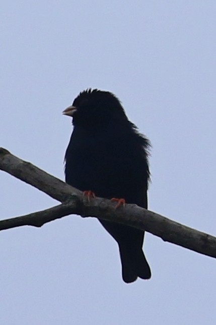 Purple Indigobird - ML629029684