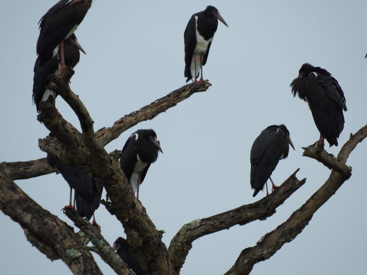 Abdim's Stork - ML629029685