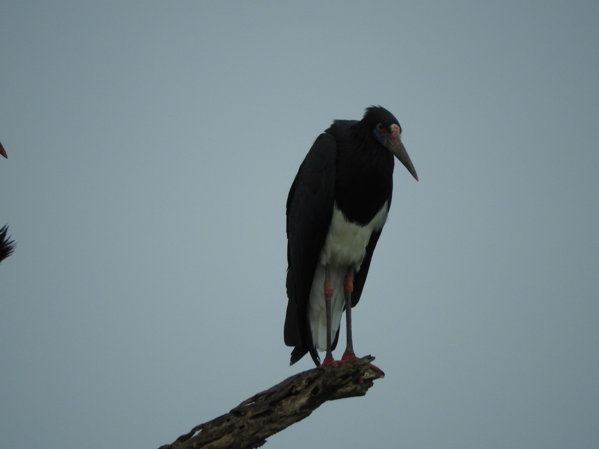 Abdim's Stork - ML629029687