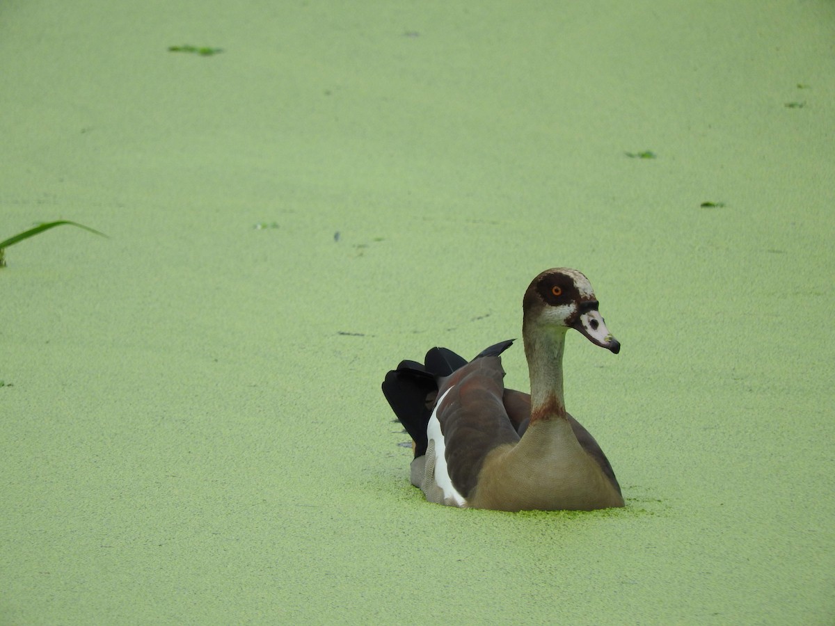 Egyptian Goose - ML629029706