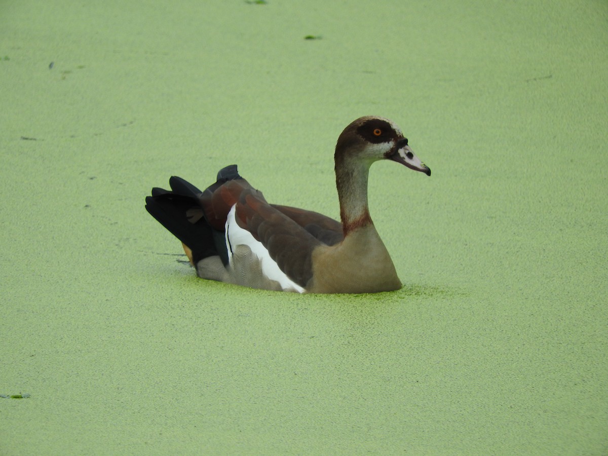 Egyptian Goose - ML629029707