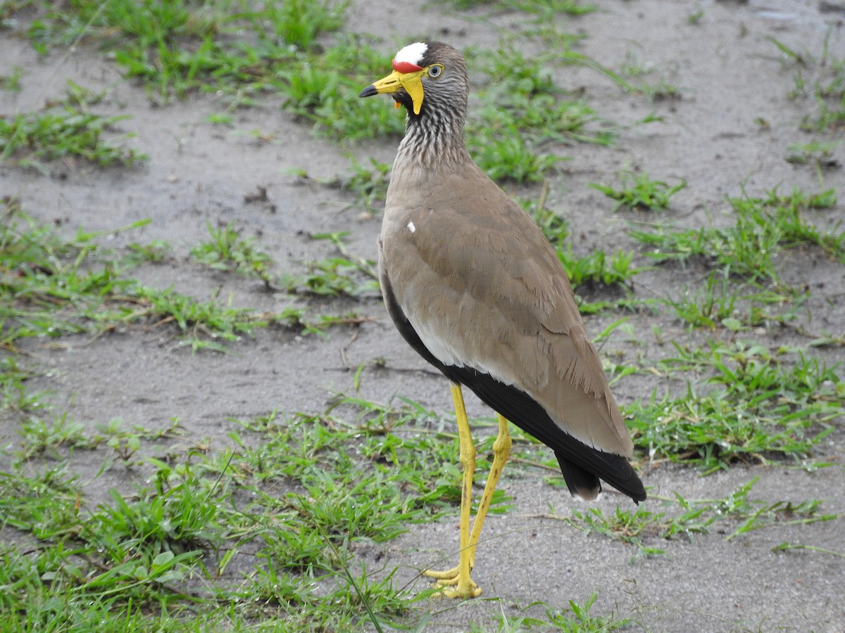 Wattled Lapwing - ML629029713